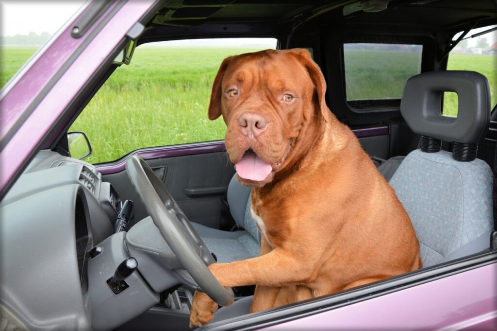 Comment enlever les poils d'animaux dans la voiture