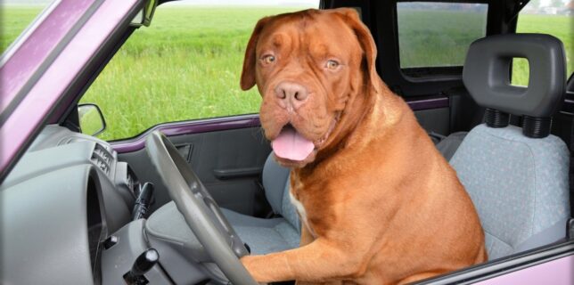 Comment enlever les poils d'animaux dans la voiture